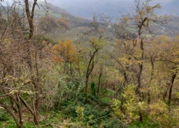 WhatsApp Image 2024-11-28 at 3.16.40 PM.jpeg - Terreno agricolo Via Savignano di Rigo Cicognaia 2, Sogliano al Rubicone - foto 5