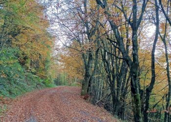 Casa Colonica Via delle Macchie 4, Castiglione dei Pepoli - foto 47