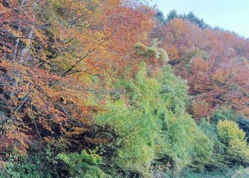 Casa Colonica Via delle Macchie 4, Castiglione dei Pepoli - foto 48