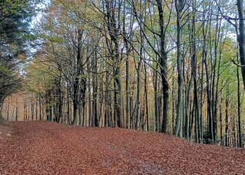 Casa Colonica Via delle Macchie 4, Castiglione dei Pepoli - foto 49