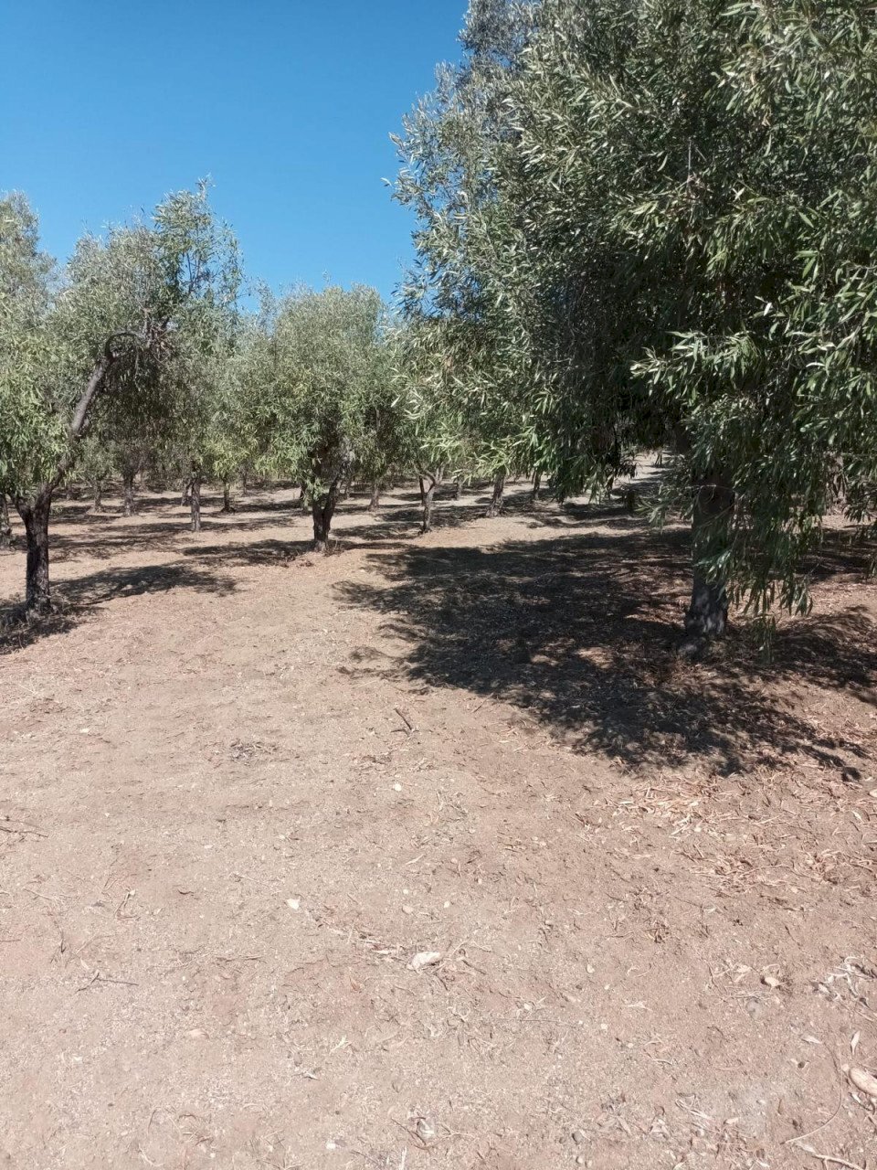 Terreno agricolo Riace - foto 2