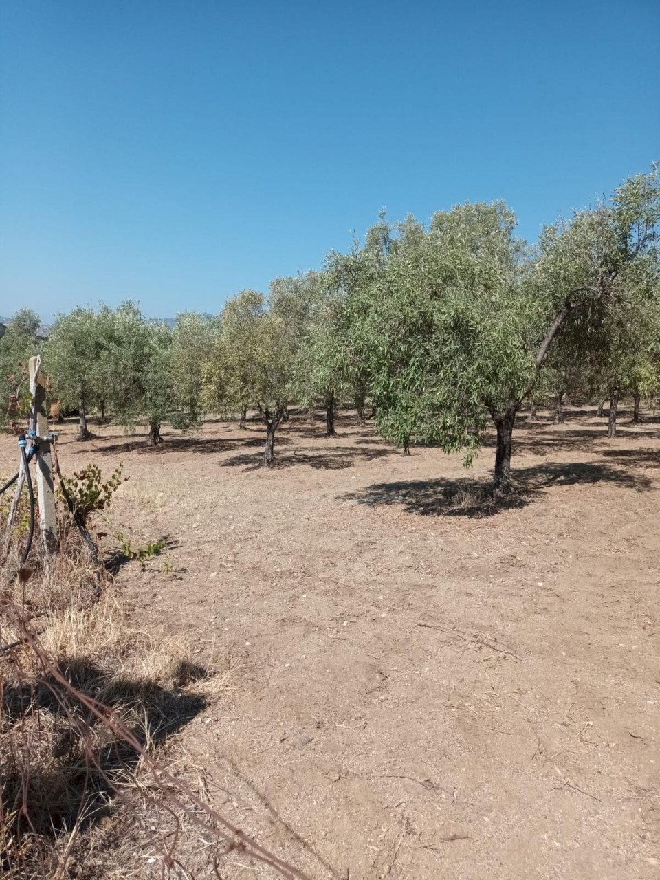 Terreno agricolo Riace - foto 3