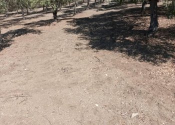 Terreno agricolo Riace - foto 1