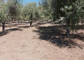 Terreno agricolo Riace - foto 2