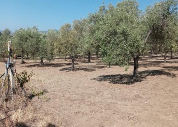 Terreno agricolo Riace - foto 3