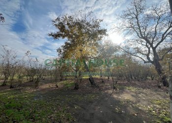 Terreno agricolo Scisciano - foto 2