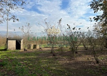 Terreno agricolo Scisciano - foto 3