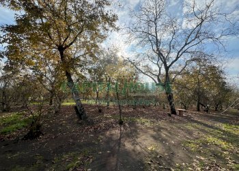 Terreno agricolo Scisciano - foto 5