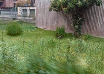 Giardino - Independent house via Roma, Calvi - photo 30