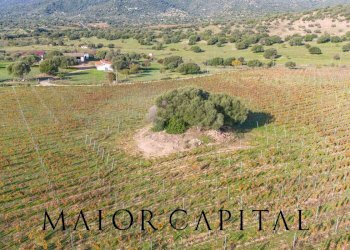 Terreno agricolo 8C9J+4JR Oliena, Provincia di Nuoro, Oliena - foto 7