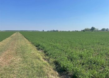 Terreno agricolo TORRICELLA, Sissa Trecasali - foto 8