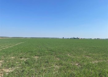 Terreno agricolo TORRICELLA, Sissa Trecasali - foto 9