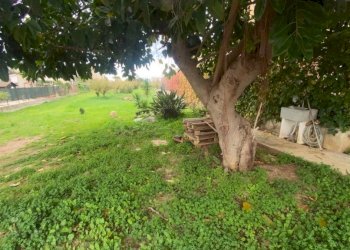 Giardino - Villa via Milioti, Carini - foto 17