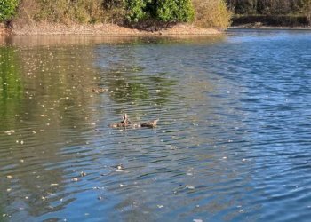 Terreno - Terreno agricolo via dell'About, Ivrea - foto 9