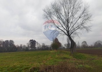 Terreno agricolo Caravaggio - foto 6