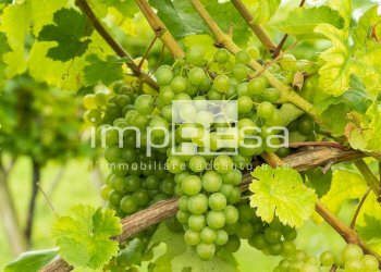 Terreno agricolo Prepotto - foto 12