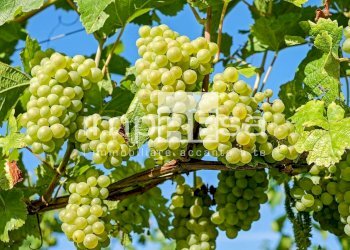 Terreno agricolo Prepotto - foto 13