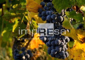 Terreno agricolo Prepotto - foto 15