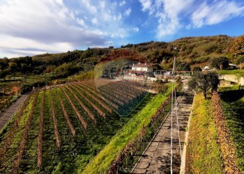 Azienda agricola Via Madonna delle Vigne, Castelli Calepio - foto 7
