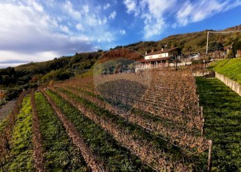 Azienda agricola Via Madonna delle Vigne, Castelli Calepio - foto 8