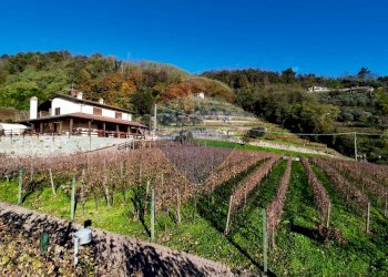 Azienda agricola Via Madonna delle Vigne, Castelli Calepio - foto 10