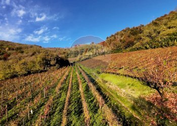 Azienda agricola Via Madonna delle Vigne, Castelli Calepio - foto 17