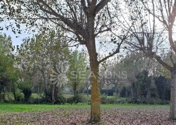 Negozio Cavallino-Treporti - foto 6