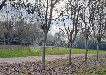 Negozio Cavallino-Treporti - foto 9