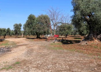 Locale Commerciale Torre Canne, Fasano - foto 8