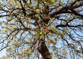 Locale Commerciale Torre Canne, Fasano - foto 34