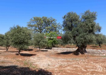 Locale Commerciale Torre Canne, Fasano - foto 35