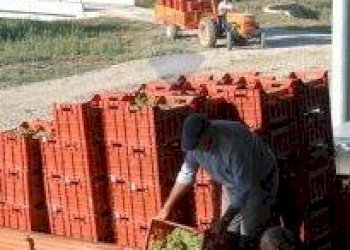 Farm Grosseto - photo 6