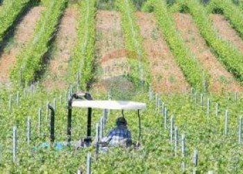 Farm Grosseto - photo 8