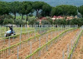 Farm Grosseto - photo 9