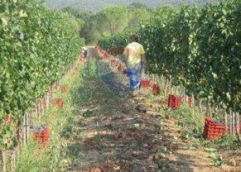 Farm Grosseto - photo 10