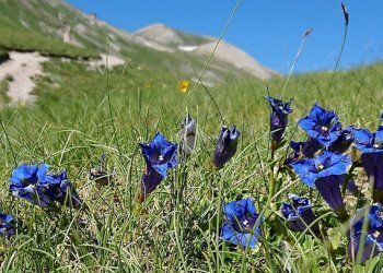 Terreno edificabile Via Monte Delle Forche, Roncofreddo - foto 18