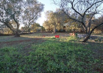 Independent house Direzione Villa Castelli, Martina Franca - photo 16