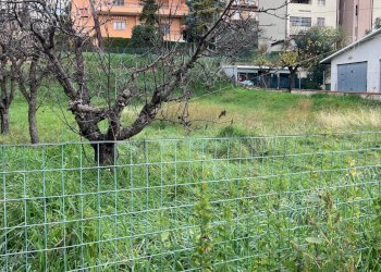 Appartamento Castelfidardo - foto 8