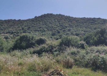 Terreno - Agricultural land via Enea, Budoni - photo 1