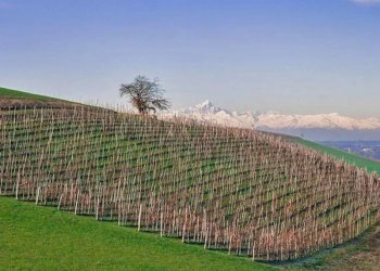 Farmhouse Dogliani - photo 5