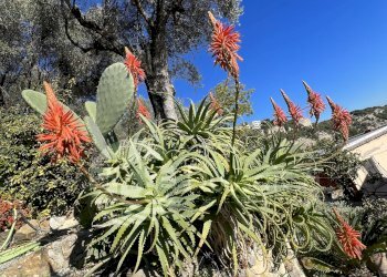 Independent house Piazza Angeli Custodi, 3, hamlet Grimaldi, Ventimiglia - photo 33