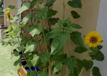 Appartamento Via Mameli, Busto Arsizio - foto 11