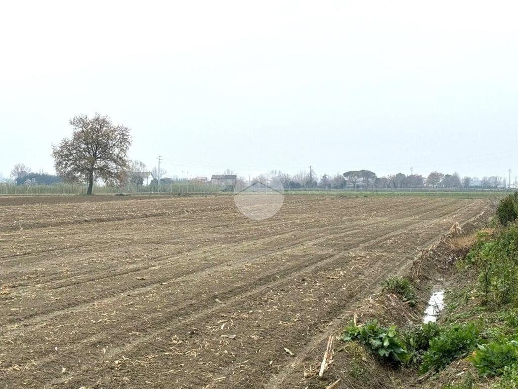 Terreno agricolo Via Selve, San Mauro Pascoli - foto 3