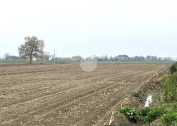 Terreno agricolo Via Selve, San Mauro Pascoli - foto 3