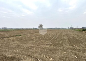 Terreno agricolo Via Selve, San Mauro Pascoli - foto 12
