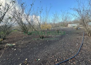 Terreno agricolo Saviano - foto 4