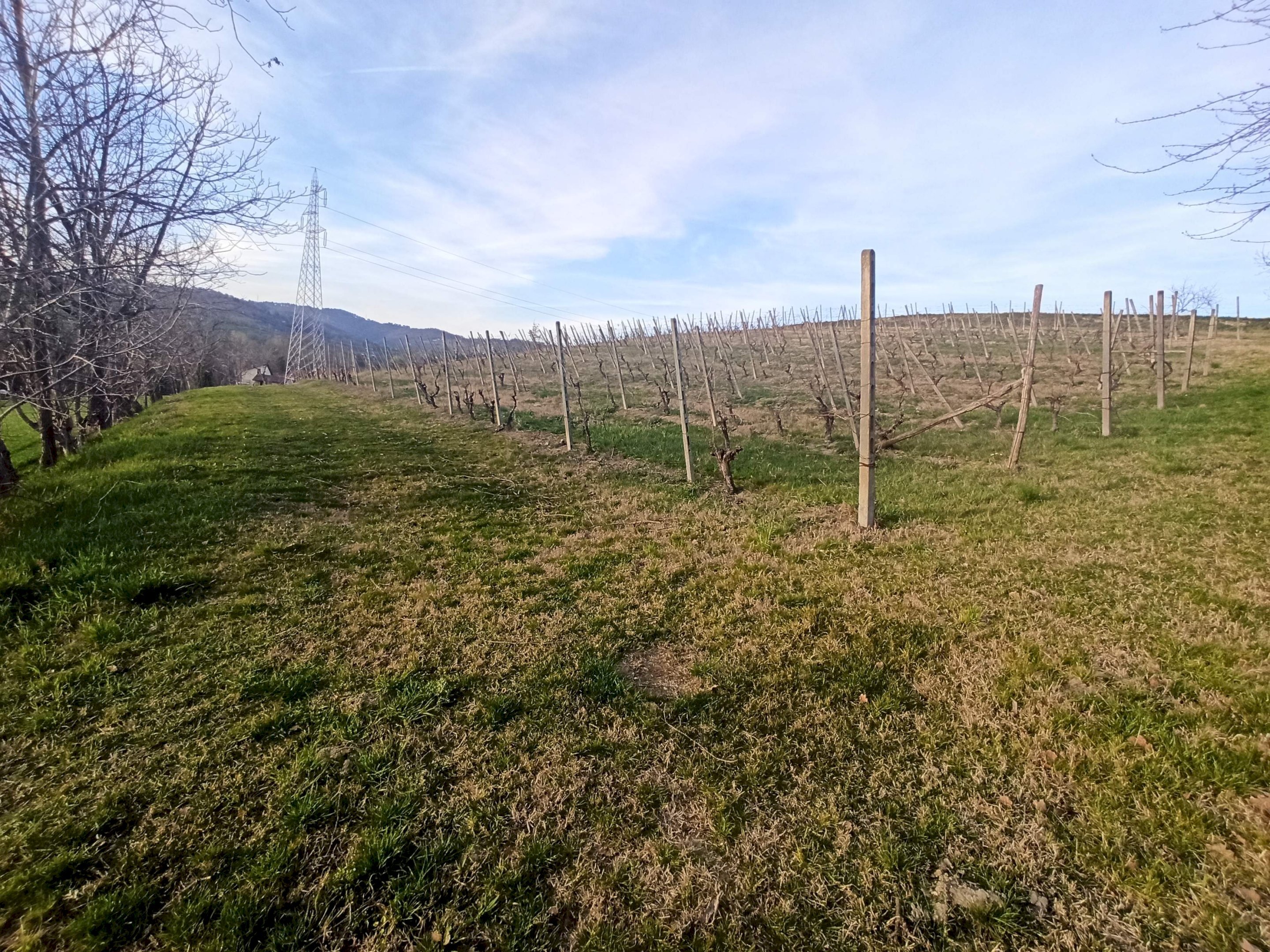 Terreno agricolo Chieri - foto 2