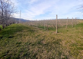 Agricultural land Chieri - photo 2