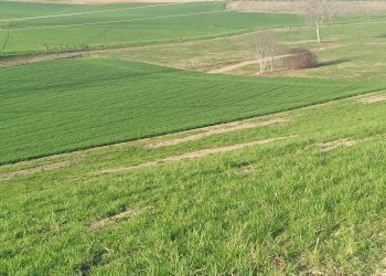 Agricultural land Chieri - photo 1