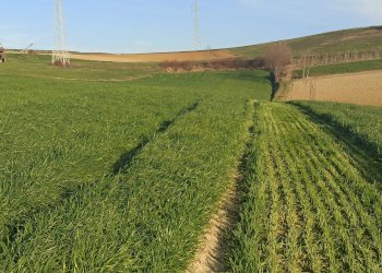 Agricultural land Chieri - photo 4